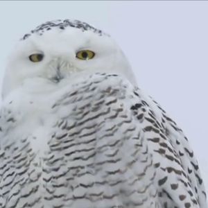 Meet your Posher, Rene